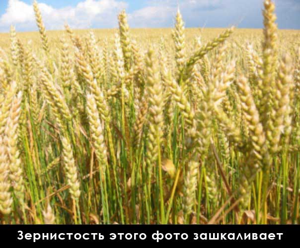 soil-grain.jpg