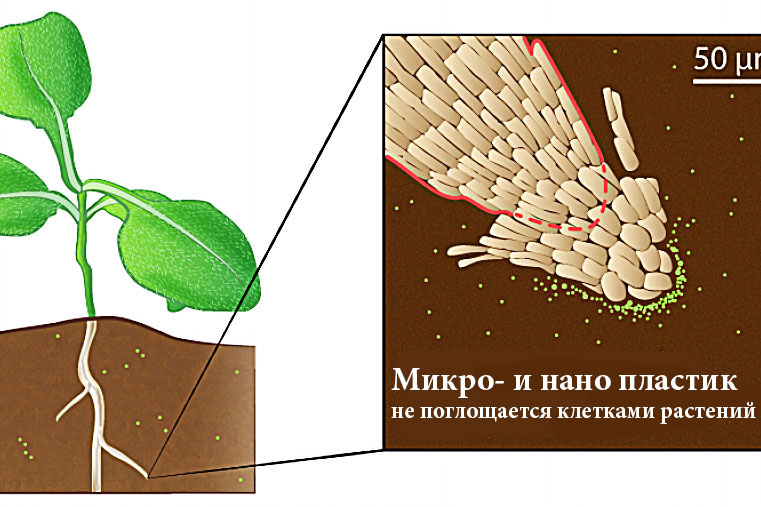 microplastic.jpg
