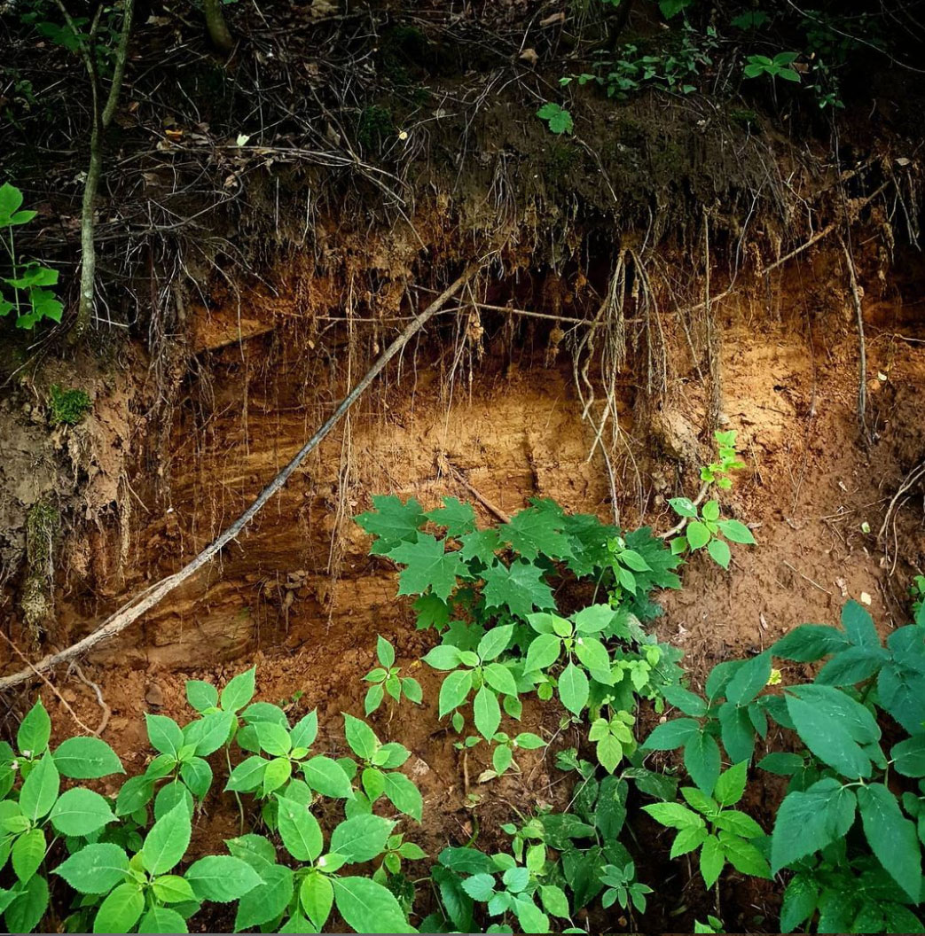 moscow-park-soil.jpg